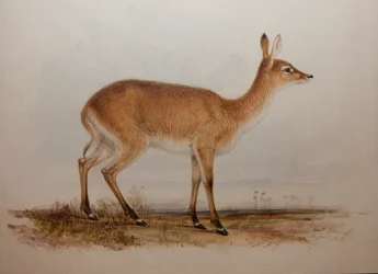 Red Lechwe, 1836